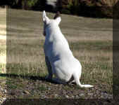 Simi pondering some rabbits