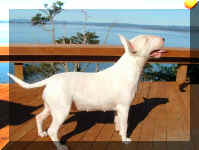 Jali on the porch