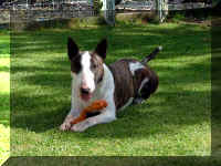 Thor in the backyard
